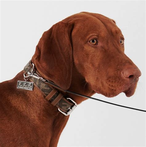 high end designer dog collars